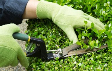 gardening 1050x700